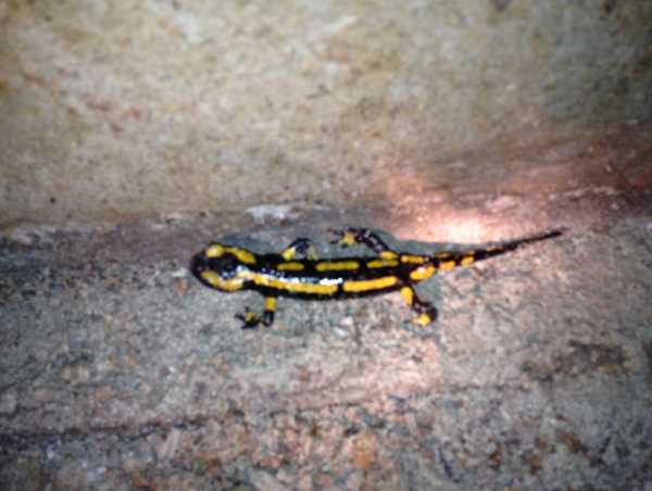 Fire- Salamander in the mine